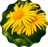 Arnica Arnica