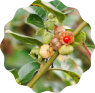 Ashwagandha Ashwagandha