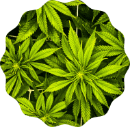 CBD CBD