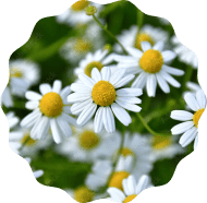 Chamomile Chamomile