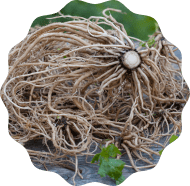 Valerian Root Valerian Root